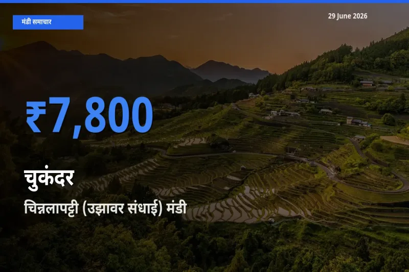 चिन्नलापट्टी (उझावर संधाई) मंडी में आज चुकंदर के सबसे ऊँचे दाम दर्ज