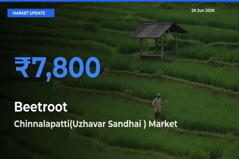 Farmers Prefer Chinnalapatti(Uzhavar Sandhai ) as Beetroot Hits Highest Rate