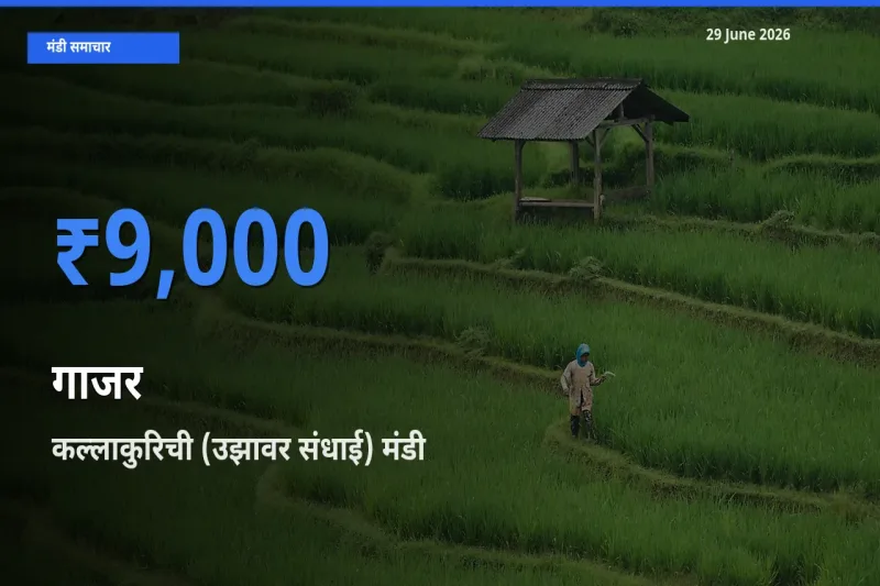 किसानों की पसंद बना कल्लाकुरिची (उझावर संधाई), गाजर के सबसे अच्छे दाम
