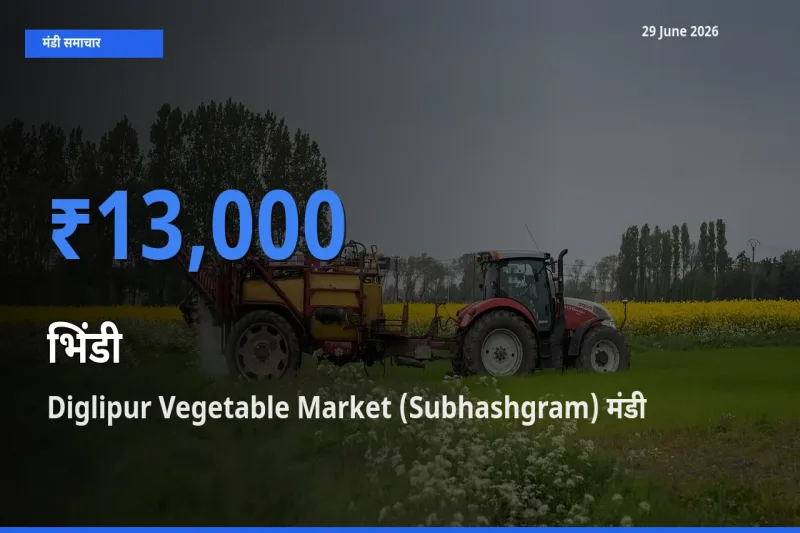 आज भिंडी के सबसे ज़्यादा दाम Diglipur Vegetable Market (Subhashgram) मंडी में दर्ज