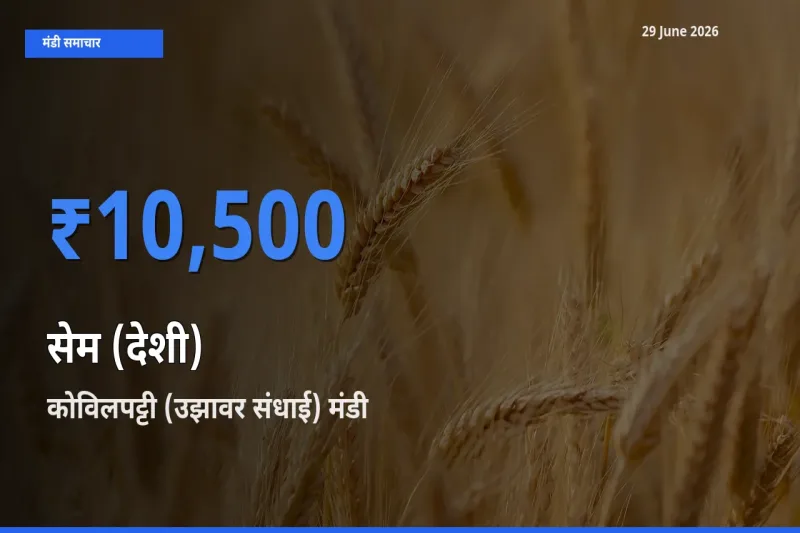 कोविलपट्टी (उझावर संधाई) मंडी में आज सेम (देशी) के सबसे ऊँचे दाम दर्ज