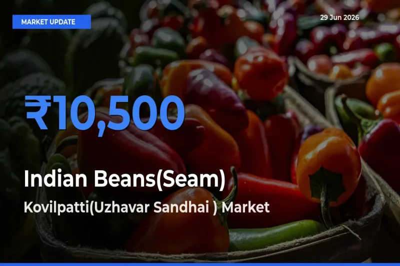 Farmers Prefer Kovilpatti(Uzhavar Sandhai ) as Indian Beans(Seam) Hits Highest Rate