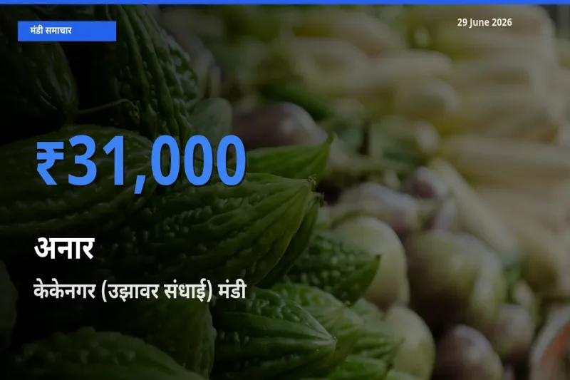 टॉप मंडी बना केकेनगर (उझावर संधाई)! अनार के सबसे ऊँचे दाम यहीं दर्ज