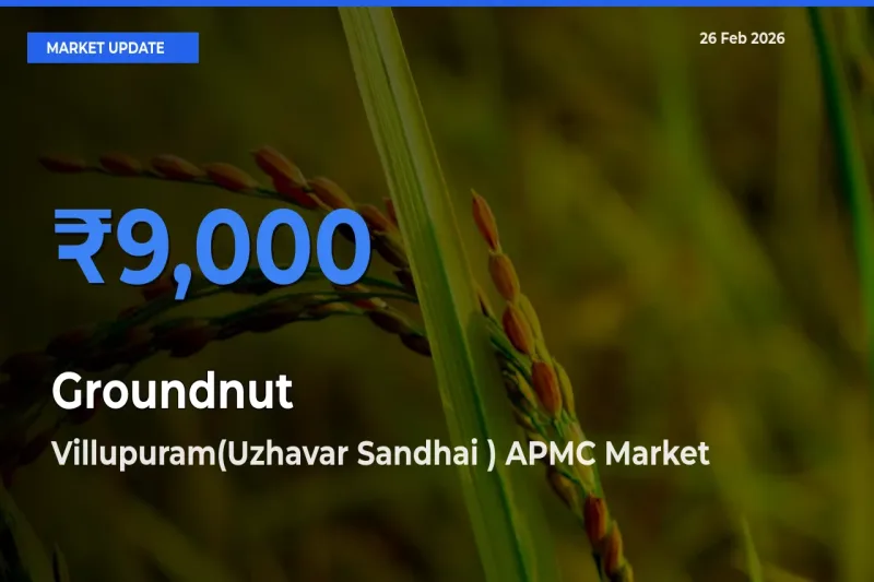 Villupuram(Uzhavar Sandhai ) APMC Offers ₹9,000 – Highest Groundnut Rate Today
