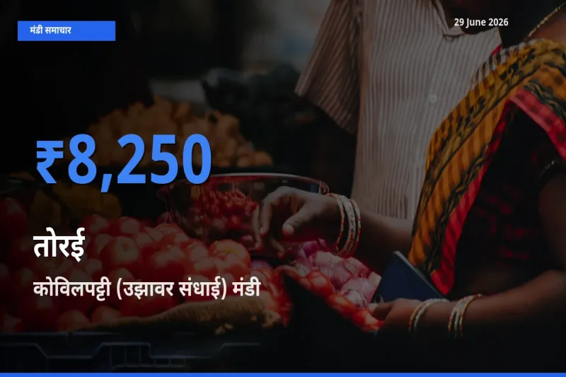 कोविलपट्टी (उझावर संधाई) मंडी में तोरई ₹8,250 पर पहुँचा – आज का सर्वोच्च भाव