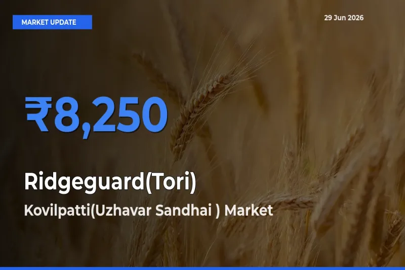 Kovilpatti(Uzhavar Sandhai ) Offers ₹8,250 – Highest Ridgeguard(Tori) Rate Today