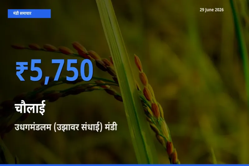 किसानों की पसंद बना उधगमंडलम (उझावर संधाई), चौलाई के सबसे अच्छे दाम