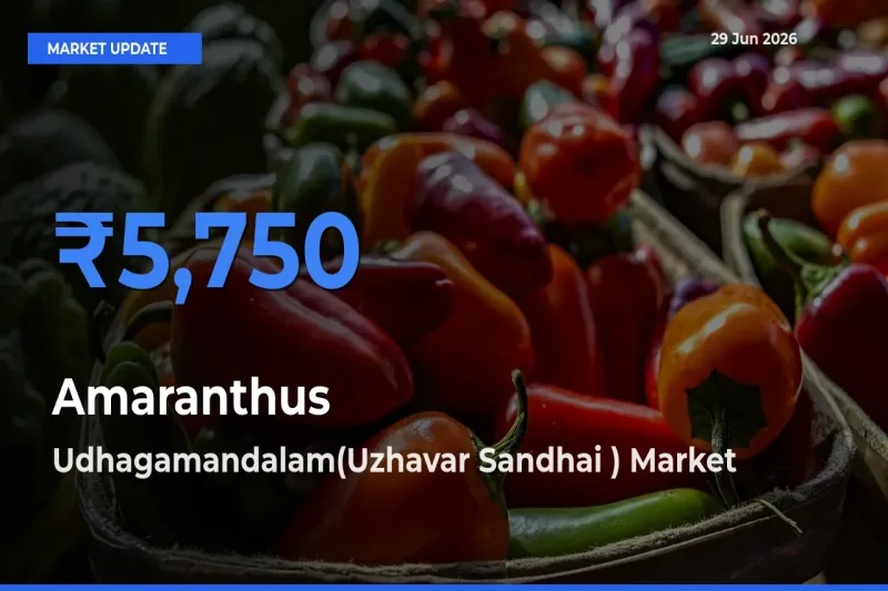Udhagamandalam(Uzhavar Sandhai ) Emerges as Top Mandi for Amaranthus Prices Today