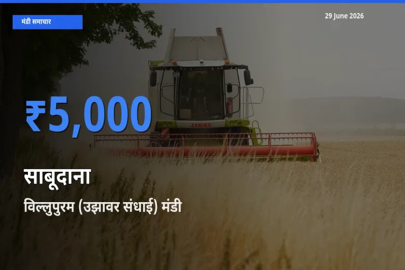 आज का मंडी भाव: साबूदाना के सबसे ज़्यादा दाम विल्लुपुरम (उझावर संधाई) में