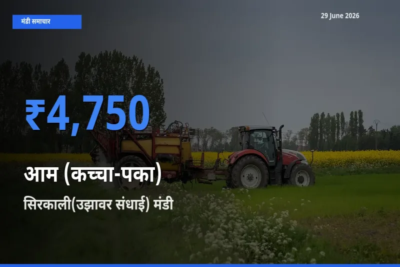 सिरकाली(उझावर संधाई) मंडी में आज आम (कच्चा-पका) के सबसे ऊँचे दाम दर्ज