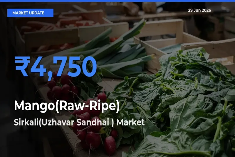 Farmers Prefer Sirkali(Uzhavar Sandhai ) as Mango(Raw-Ripe) Hits Highest Rate