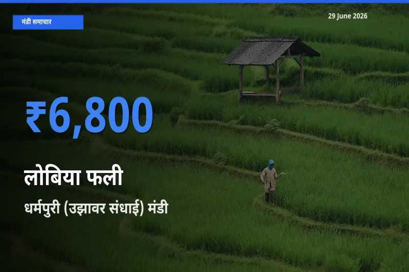 बाज़ार संकेत: धर्मपुरी (उझावर संधाई) बना लोबिया फली के लिए आज की टॉप मंडी