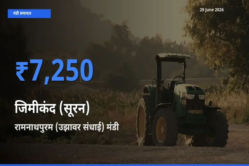 29 June अपडेट: जिमीकंद (सूरन) के सबसे ऊँचे दाम रामनाथपुरम (उझावर संधाई) मंडी में
