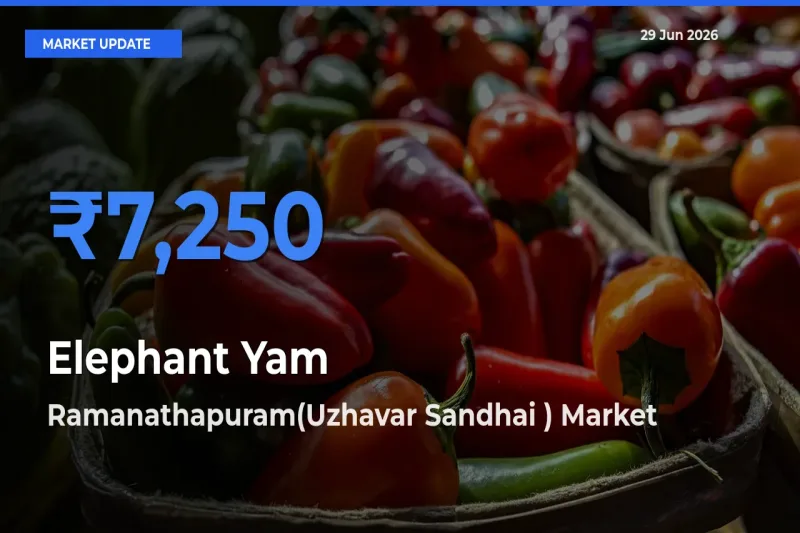 Ramanathapuram(Uzhavar Sandhai ) Leads as Top Mandi for Elephant Yam Prices