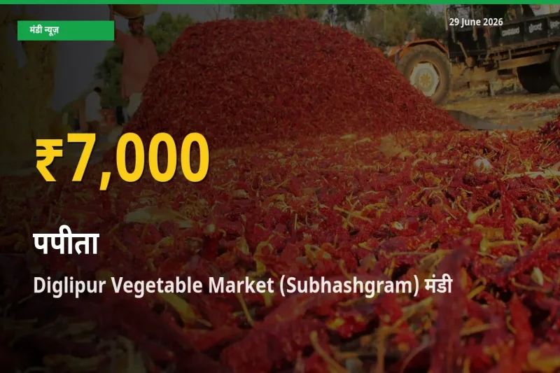 पपीता के भावों में जबरदस्त उछाल, Diglipur Vegetable Market (Subhashgram) में नया उच्च स्तर