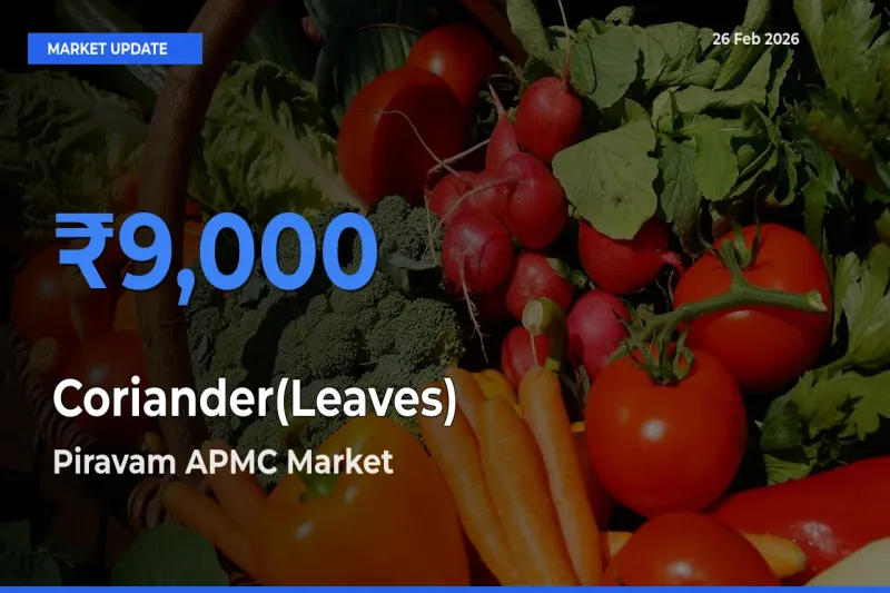 Piravam APMC Emerges as Top Mandi for Coriander(Leaves) Prices Today