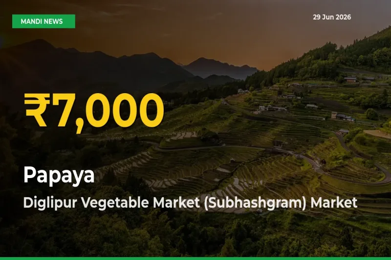 Why Papaya Prices Are Climbing in Diglipur Vegetable Market (Subhashgram) – Today’s New High Explained