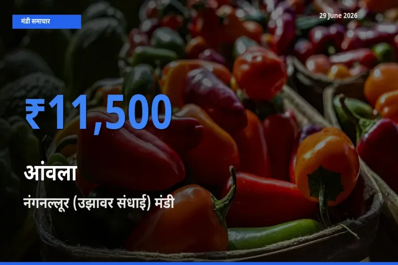 आज आंवला के सबसे ऊँचे दाम ₹11,500 नंगनल्लूर (उझावर संधाई) मंडी में