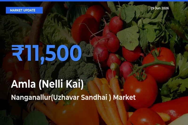 Nanganallur(Uzhavar Sandhai ) Offers ₹11,500 – Highest Amla (Nelli Kai) Rate Today