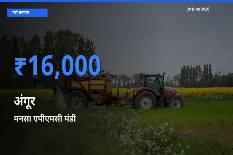 आज का मंडी भाव: अंगूर के सबसे ज़्यादा दाम मनसा एपीएमसी में