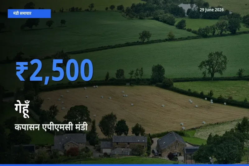 कपासन एपीएमसी मंडी में आज गेहूँ के सबसे ऊँचे दाम दर्ज