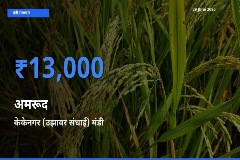 केकेनगर (उझावर संधाई) मंडी में अमरूद ₹13,000 पर पहुँचा – आज का सर्वोच्च भाव
