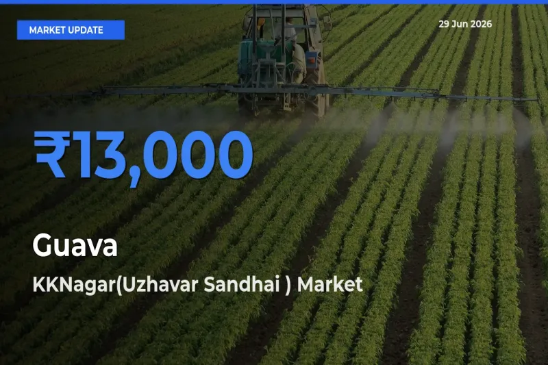 KKNagar(Uzhavar Sandhai ) Emerges as Top Mandi for Guava Prices Today
