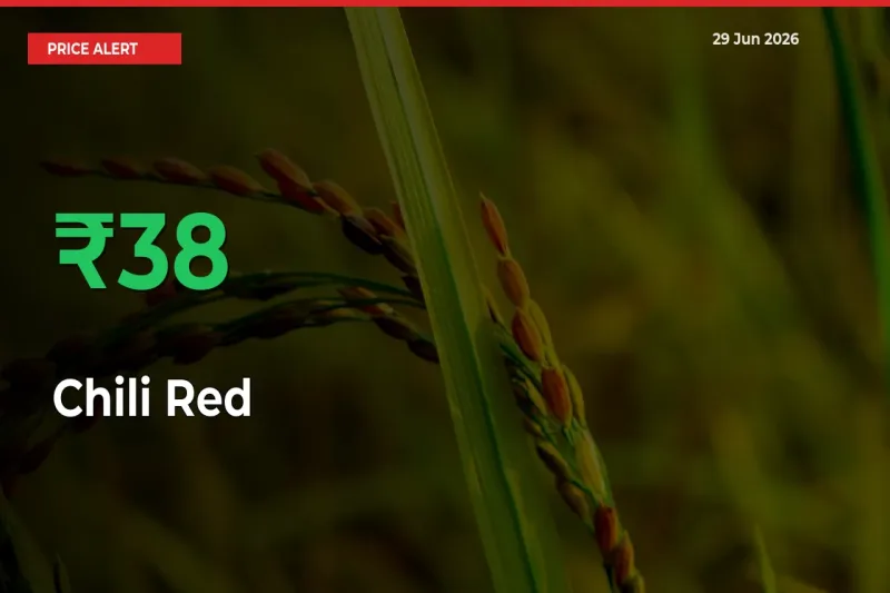 This Mandi Records 37.92% Jump in Chili Red Prices