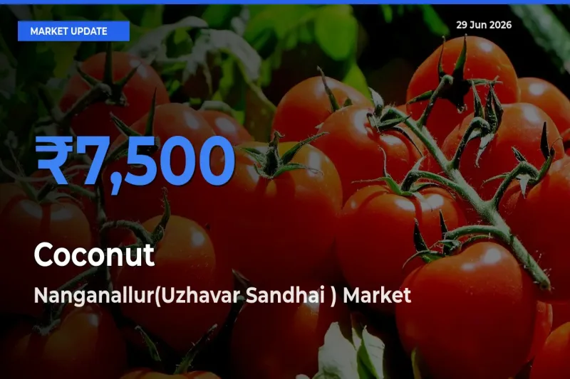 Nanganallur(Uzhavar Sandhai ) Tops Coconut Rates – June 29 Market Update