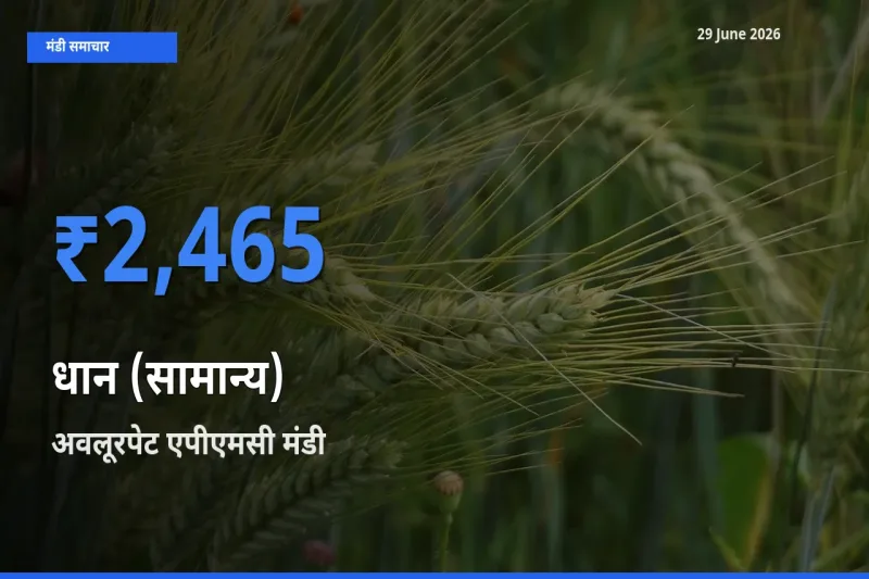 आज का मंडी भाव: धान (सामान्य) के सबसे ज़्यादा दाम अवलूरपेट एपीएमसी में