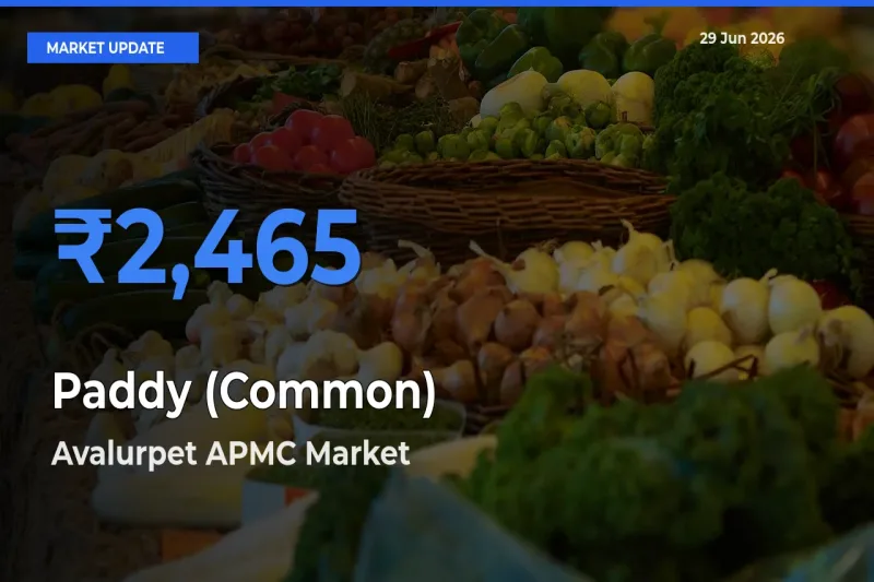 Avalurpet APMC Tops Paddy (Common) Rates – June 29 Market Update
