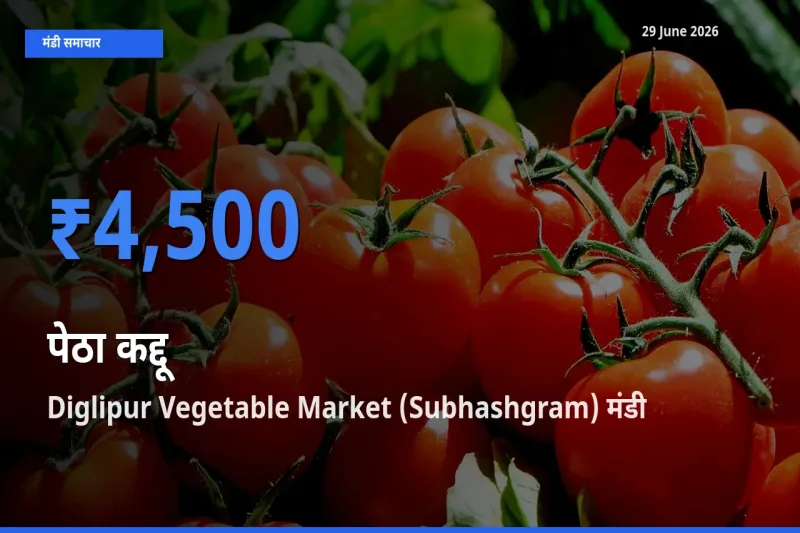 Diglipur Vegetable Market (Subhashgram) मंडी में पेठा कद्दू ₹4,500 पर पहुँचा – आज का सर्वोच्च भाव