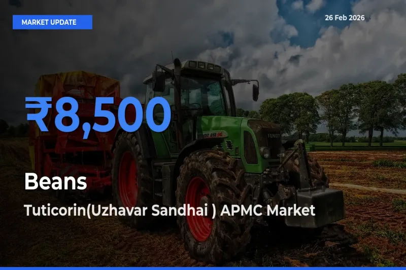 Farmers Prefer Tuticorin(Uzhavar Sandhai ) APMC as Beans Hits Highest Rate