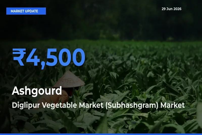 Diglipur Vegetable Market (Subhashgram) Tops Ashgourd Mandi Rates Today