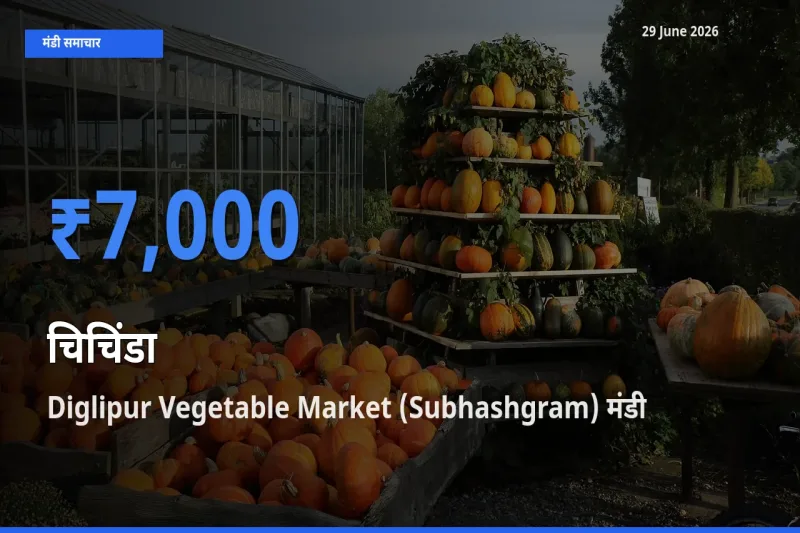 टॉप मंडी बना Diglipur Vegetable Market (Subhashgram)! चिचिंडा के सबसे ऊँचे दाम यहीं दर्ज