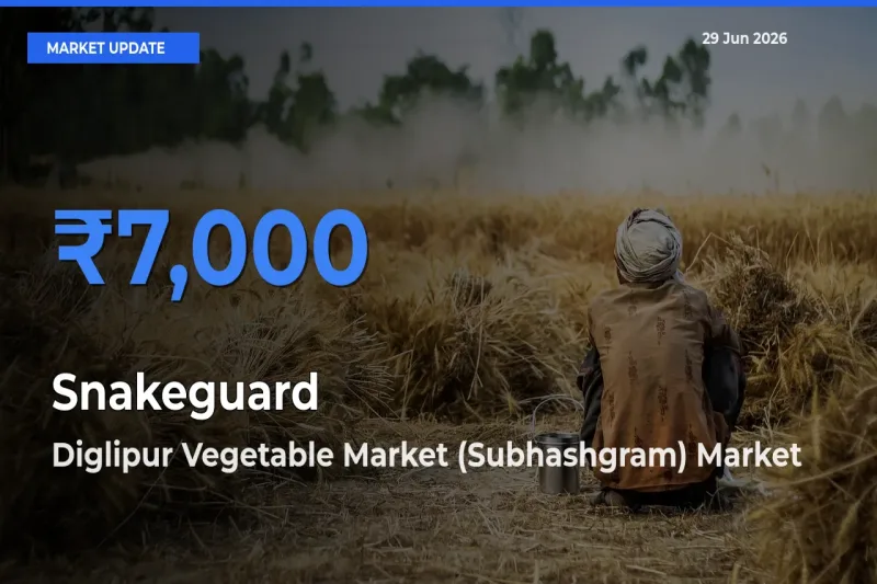Top Performer! Diglipur Vegetable Market (Subhashgram) Offers Best Snakeguard Price Today