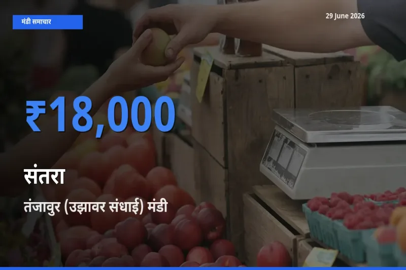 तंजावुर (उझावर संधाई) मंडी में संतरा ₹18,000 पर पहुँचा – आज का सर्वोच्च भाव