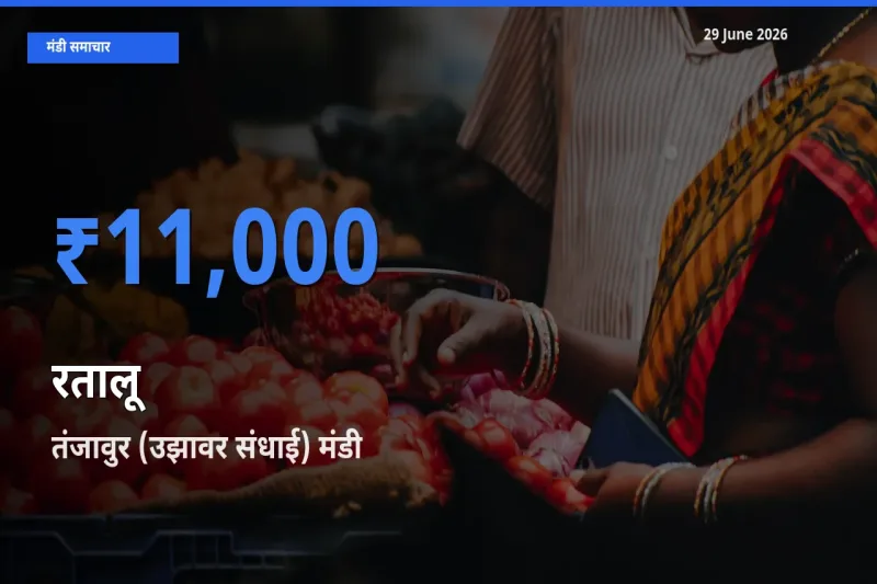 तंजावुर (उझावर संधाई) में रतालू का आज सबसे ऊँचा भाव