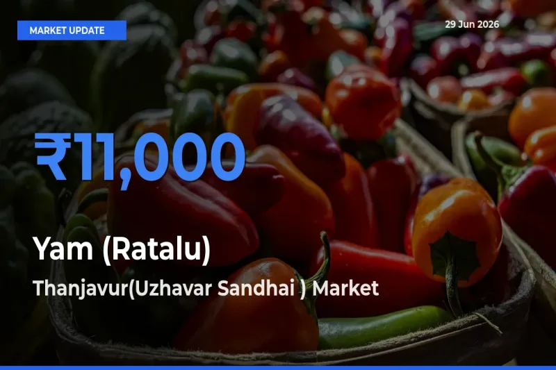 Yam (Ratalu) Mandi Rate Today: Thanjavur(Uzhavar Sandhai ) Tops the List