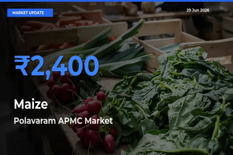 Top Performer! Polavaram APMC Offers Best Maize Price Today