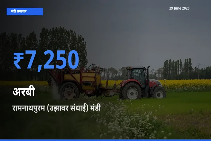 29 June अपडेट: अरबी के सबसे ऊँचे दाम रामनाथपुरम (उझावर संधाई) मंडी में