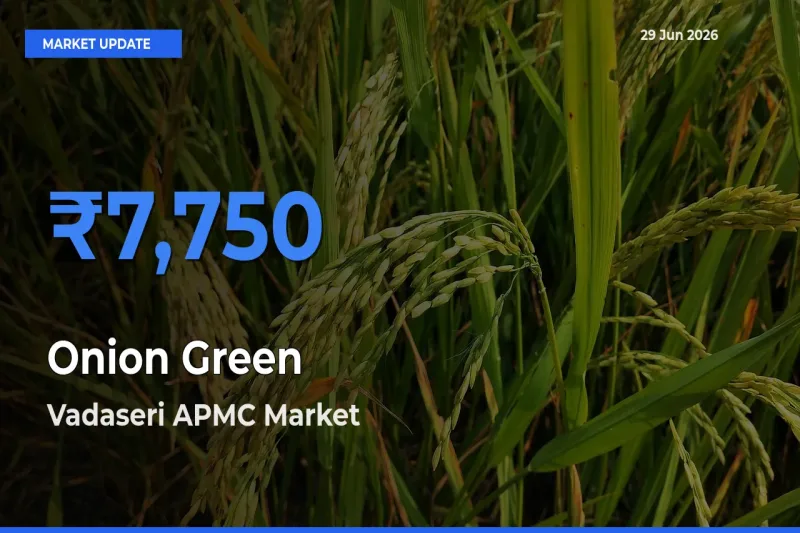 Vadaseri APMC Leads as Top Mandi for Onion Green Prices