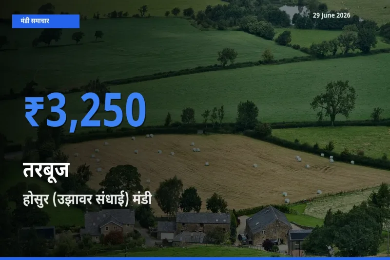 टॉप मंडी बना होसुर (उझावर संधाई)! तरबूज के सबसे ऊँचे दाम यहीं दर्ज