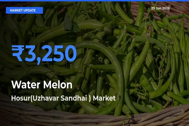 Hosur(Uzhavar Sandhai ) Tops Water Melon Mandi Rates Today