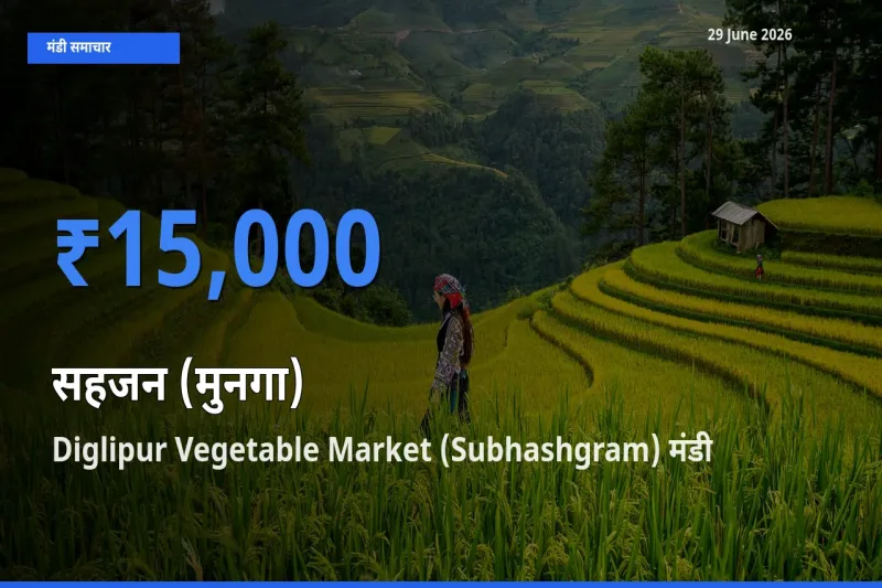 Diglipur Vegetable Market (Subhashgram) मंडी में आज सहजन (मुनगा) के सबसे ऊँचे दाम दर्ज
