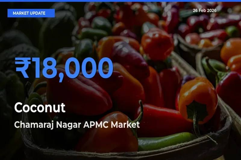 Chamaraj Nagar APMC Leads as Top Mandi for Coconut Prices