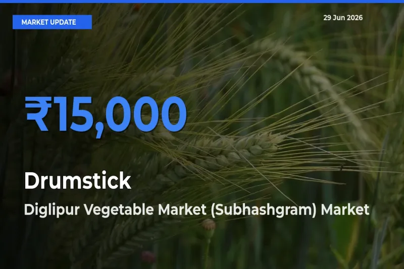 Top Performer! Diglipur Vegetable Market (Subhashgram) Offers Best Drumstick Price Today