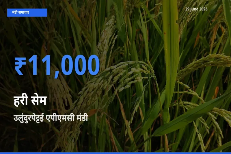 29 June अपडेट: हरी सेम के सबसे ऊँचे दाम उलुंदुरपेट्टई एपीएमसी मंडी में
