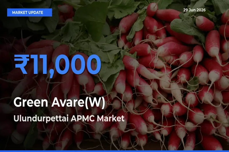Ulundurpettai APMC Offers ₹11,000 – Highest Green Avare(W) Rate Today