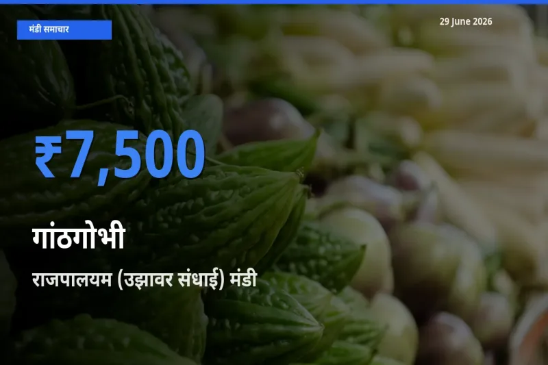 29 June अपडेट: गांठगोभी के सबसे ऊँचे दाम राजपालयम (उझावर संधाई) मंडी में